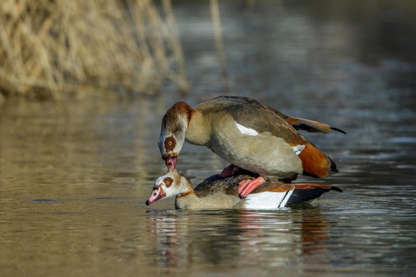 Argentine lake spleen