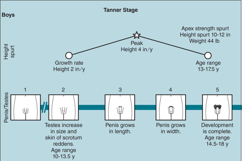 Scale Tanner and Marshall