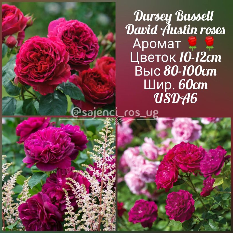 English rose Darcey Bussell