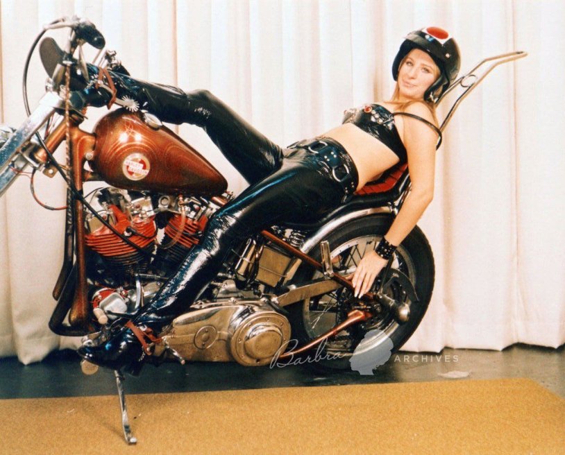 Owl and cat Barbara Streisand photo