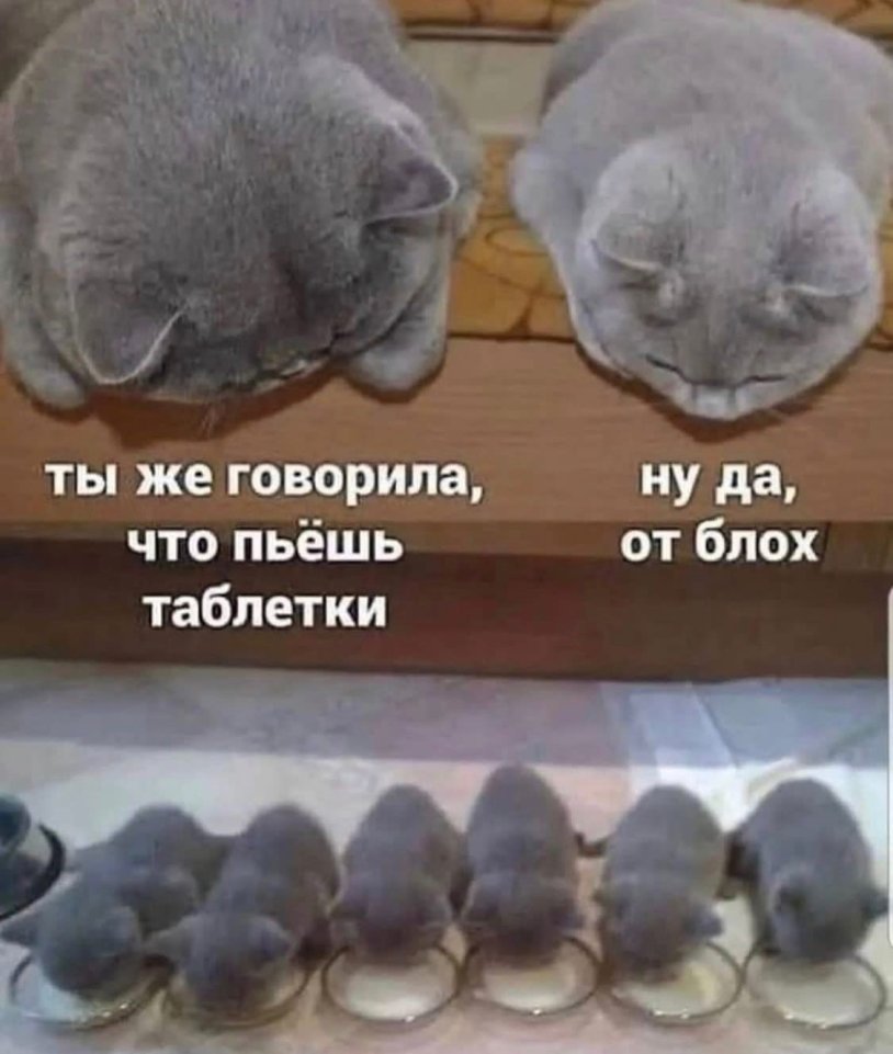 Kinks Pati Sonya Bokalova