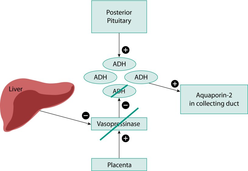 Lilith Cavaliere model