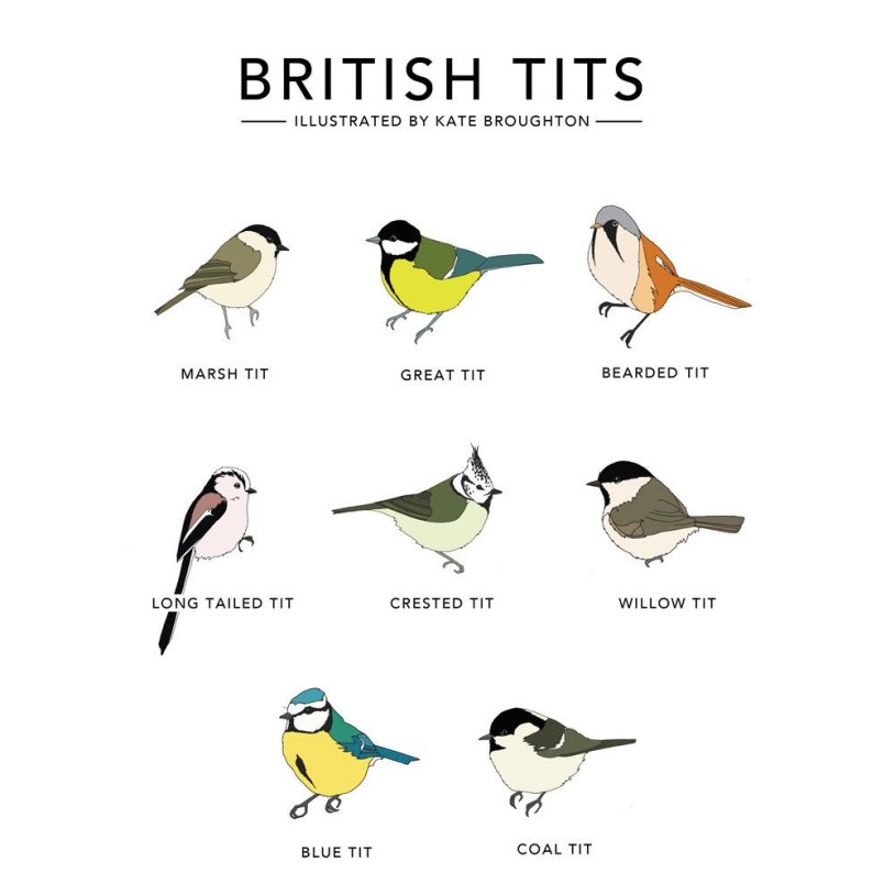 British birds