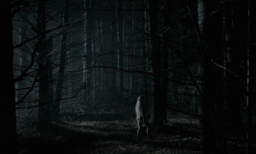 Wolves of the forest