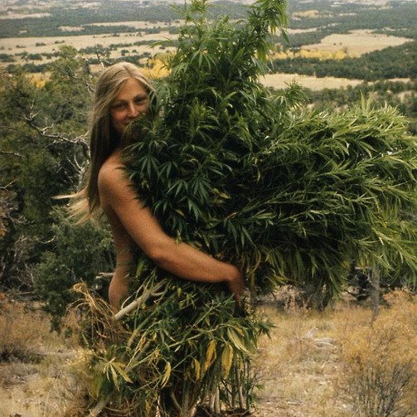Hemp field