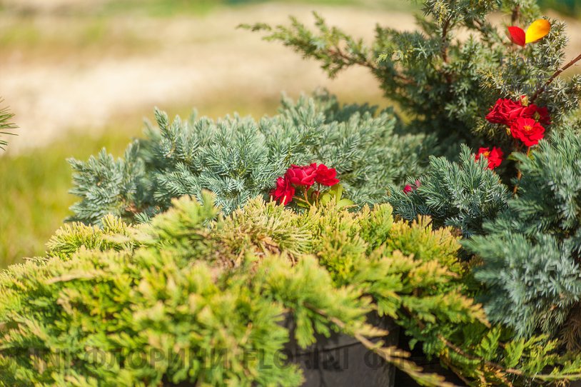 Rose and juniper thuja