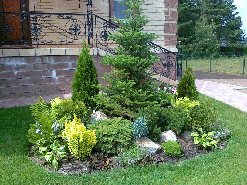 Thuja samaragd, juniper Cossack, mountain pine-club