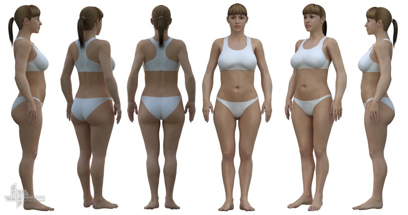 Model of the female body