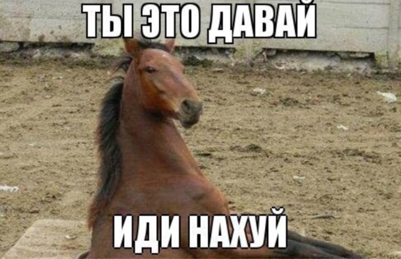 You come on the horse