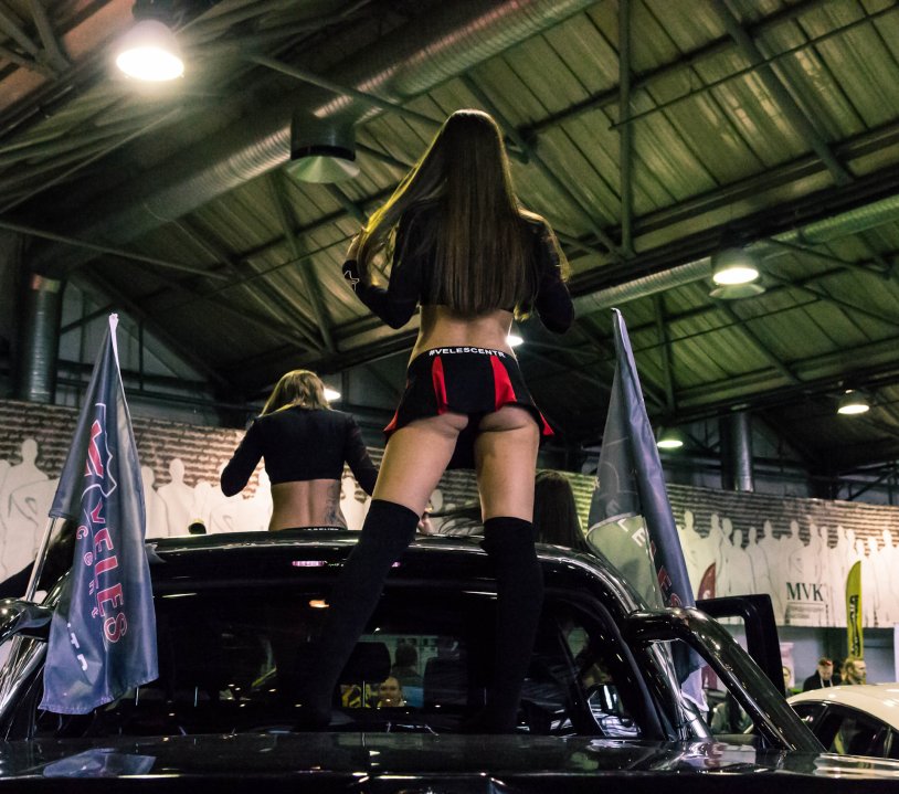 Heifers of the car exhibition