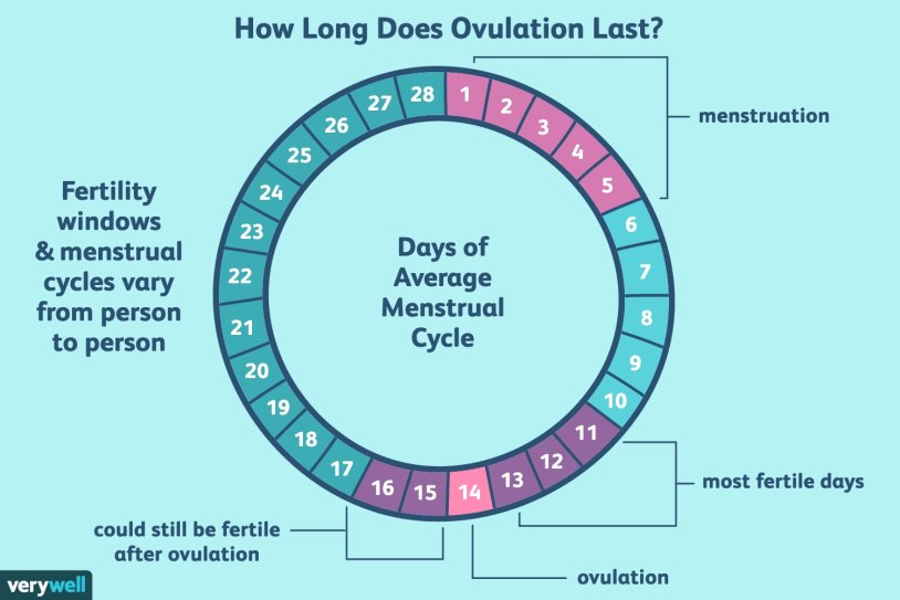Fertility and ovulation