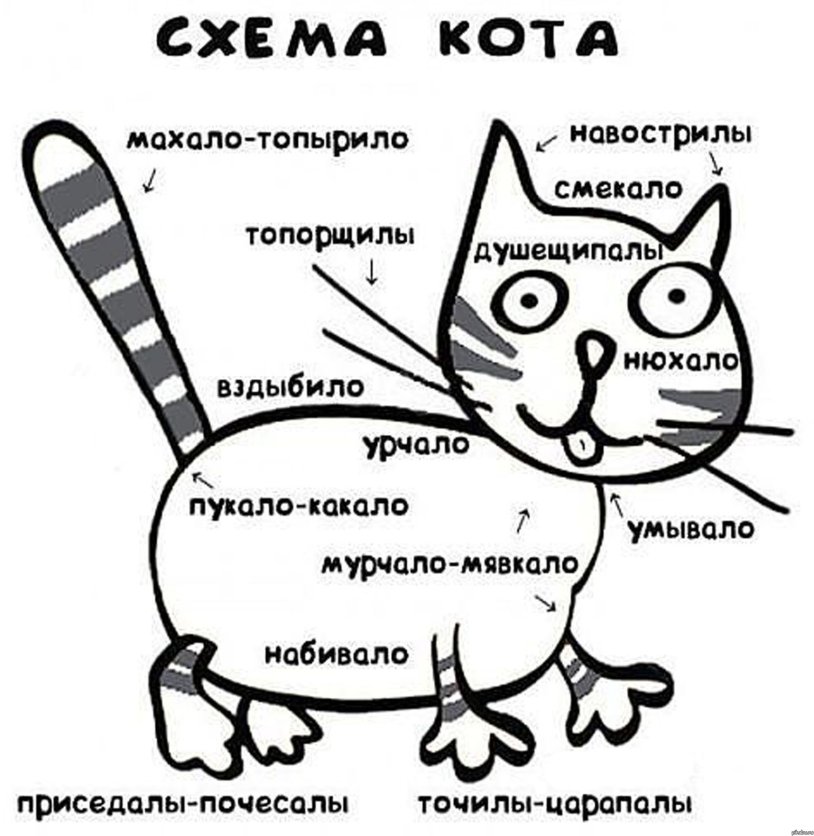 Cat pattern