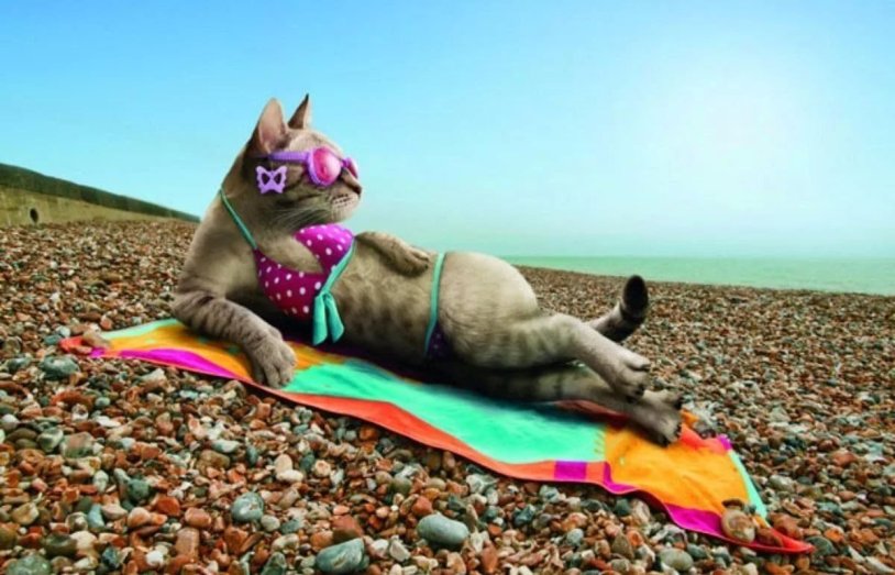 The cat tanes on the beach
