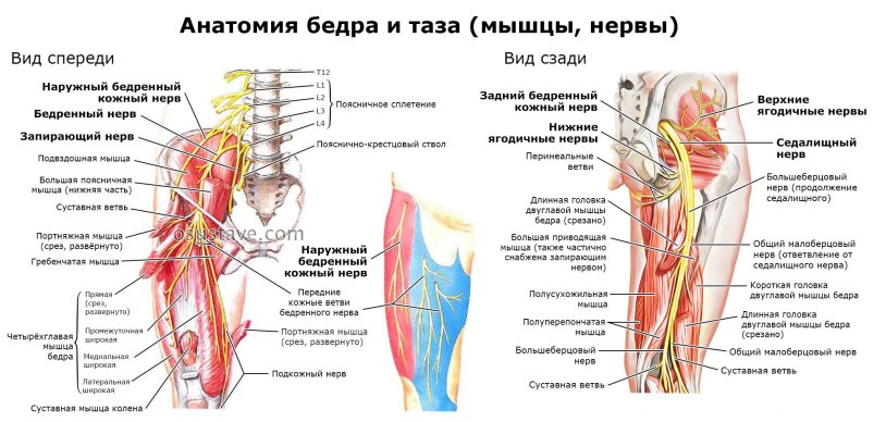 Hip joint of anatomy nerves