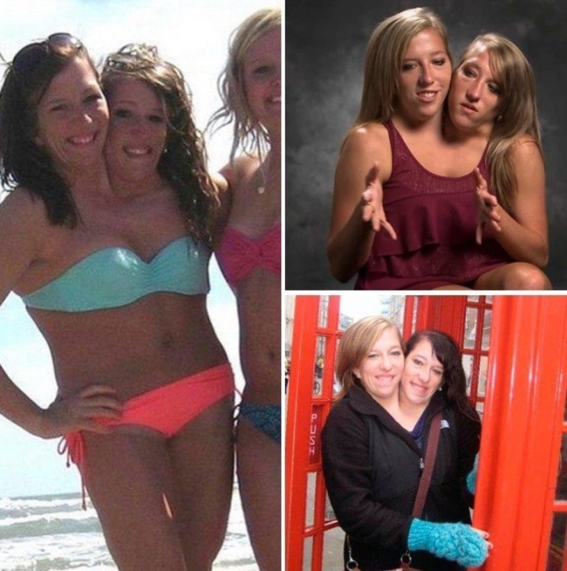 Abby and Britons Siamese Gemini