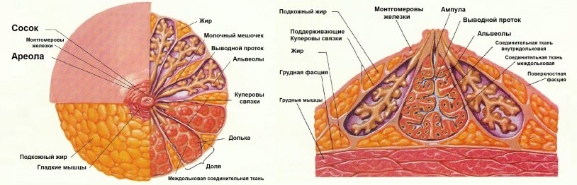 Breast structure topographic anatomy