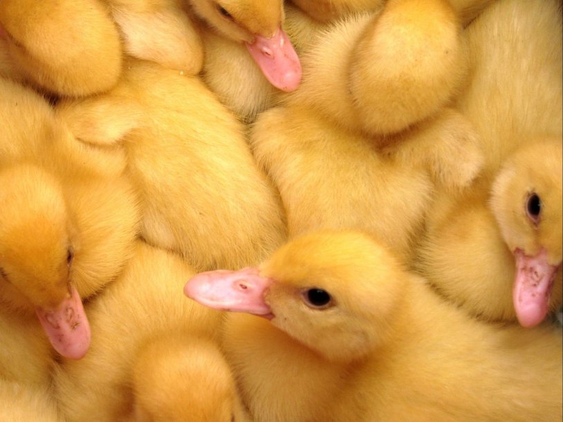 Ducklings ST 5