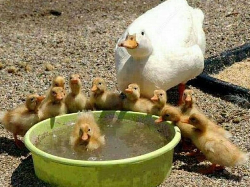 Chicken and duckling