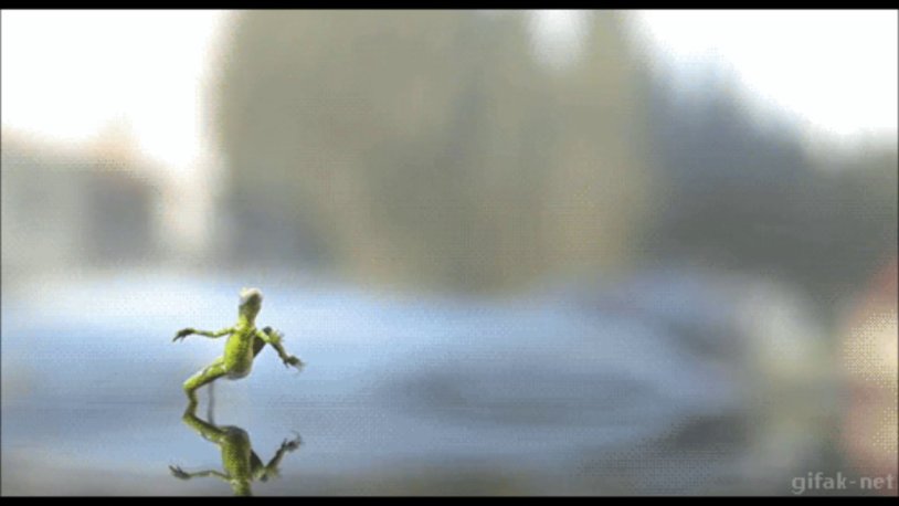 The lizard is running