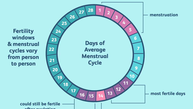 Menstrual cycle circle