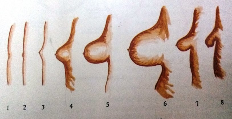 Female growth & puberty progression Stages