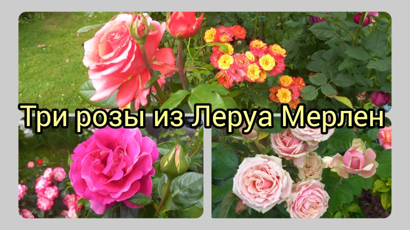 Rose seedlings in Leroy Merlin