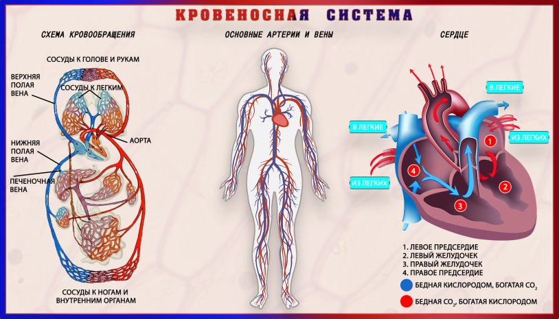 Circulatory system diagram