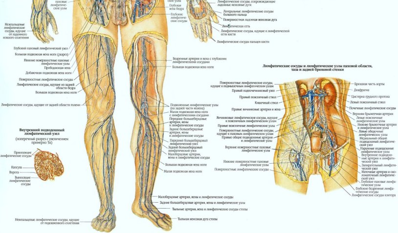 Lymphatic system lower limb human diagram