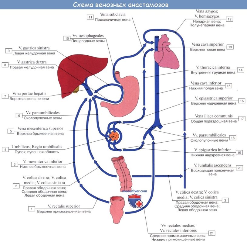 Porto-caval anastomoses of the head of a jellyfish