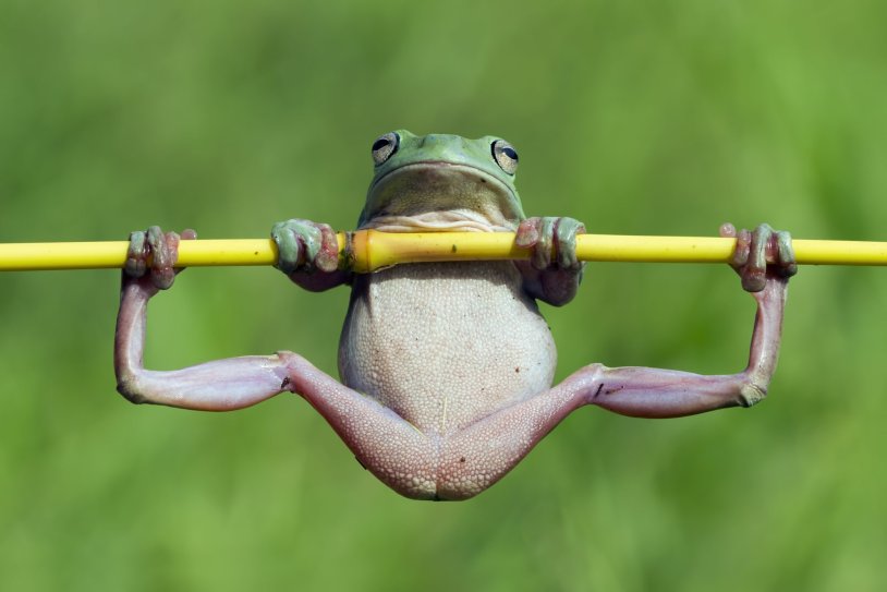 Frog hanging on a branch