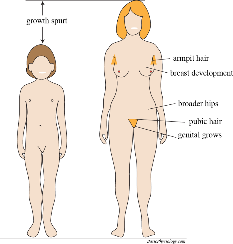 Intersex people genitals