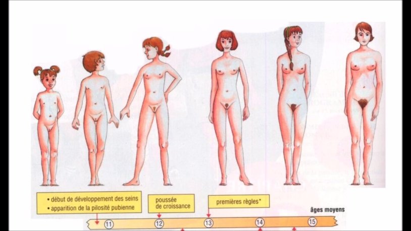 Girl Puberty Development Realistic drawings