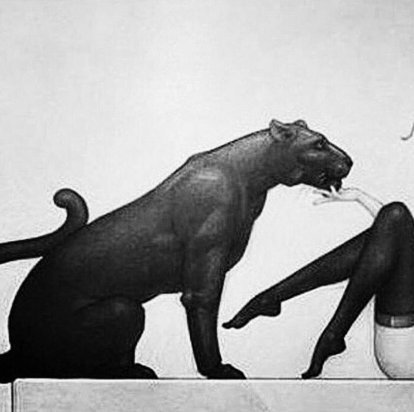 Panther is getting off