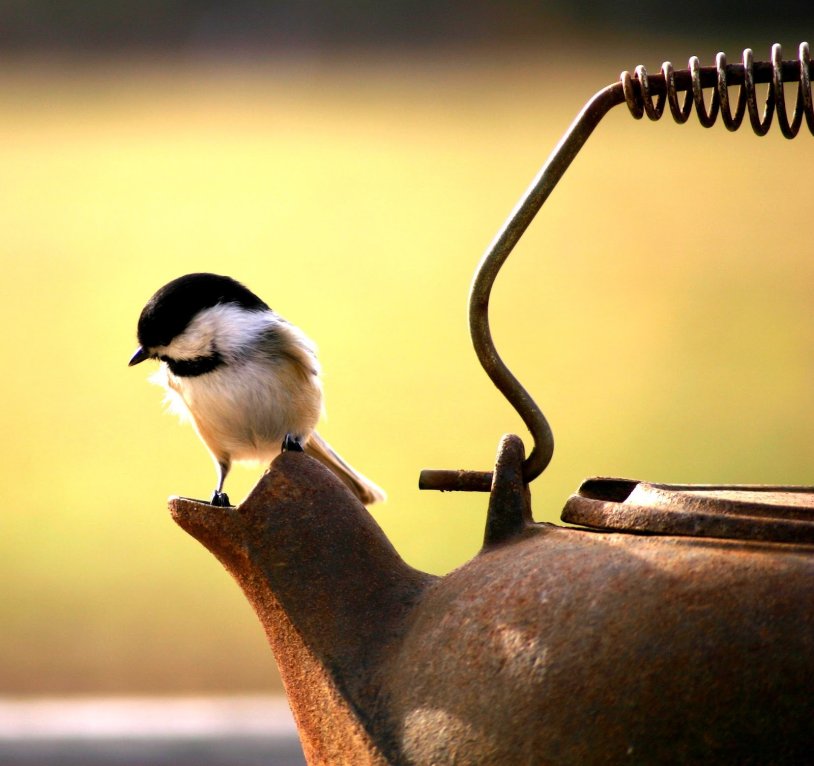 Motivators with birds