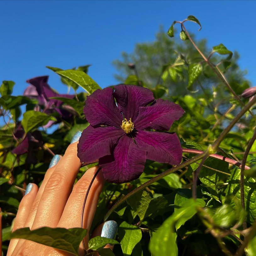 Clematis variety Mephistopheles